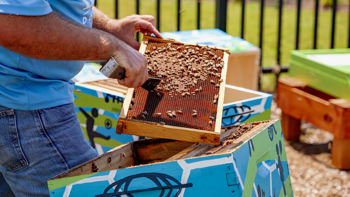 Person inspecting a honeycomb frame covered with bees over a colorful beehive box outdoors.